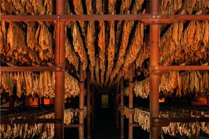 Curing tobacco leaves