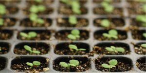 tobacco seedlings