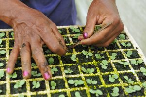 tobacco seedlings